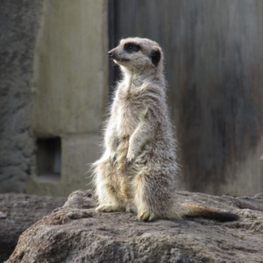 Someone talking about us meerkats?! New PA System for Auckland Zoo